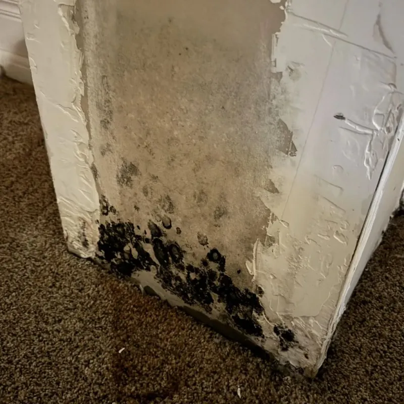Professional Mold Removal in Sheridan County, WY